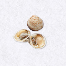 Sea dog cockle ±3kg