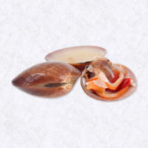 Smooth clam 3kg