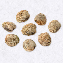 Venus clams ±3kg ⚖