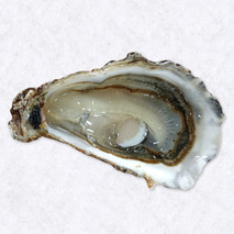 Huîtres Fines de Bretagne N°2 x50
