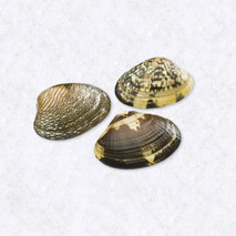 Medium clams ±3kg