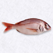 French Line Pagre 2-4kg