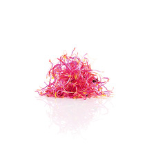 Germes de betterave 50g