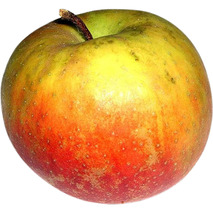 Boskoop apple ⚖