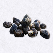 Cooked winkles 500g
