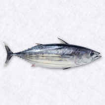 Skipjack 2-3kg ⚖