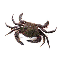 Velvet crab ⚖