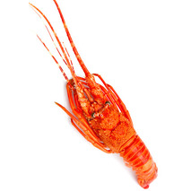 Cooked spiny lobster ±1kg ⚖