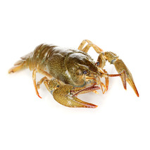 Live crayfish 5kg