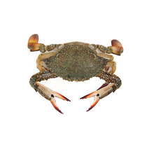 Green crab 5kg ⚖