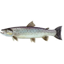 Farmed trout origin Scotland 2kg+ ⚖