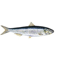 Mediterranean sardine ⚖