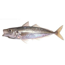 Mediterranean horse mackerel ⚖