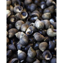 Cooked winkles 500 g