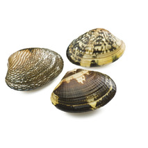 Medium clams ±3kg