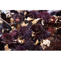 Sea urchin ⚖