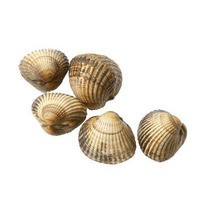 Shells ±5kg ⚖