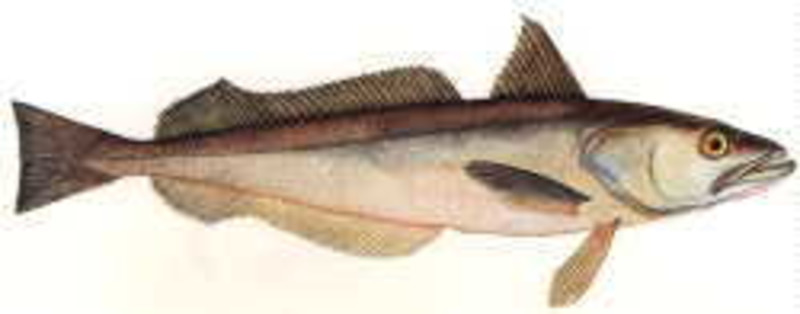 ❆ Pollack cod fillet 160/180g IQF MSC 5kg