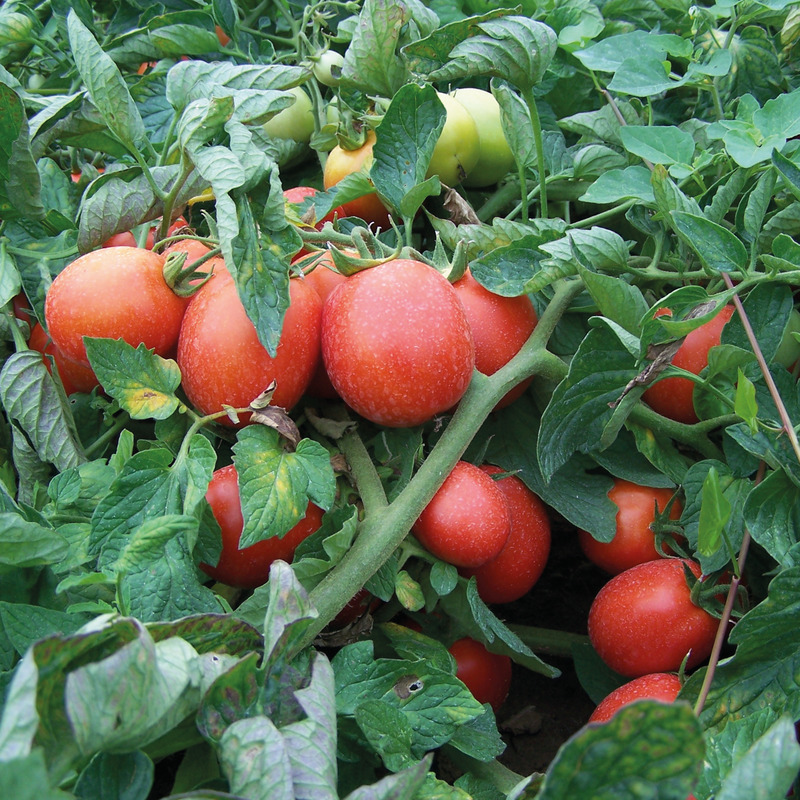 Pur jus de tomate de Marmande 1L