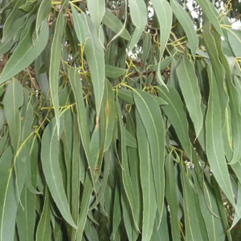 Huille essentielle d'eucalyptus 15ml