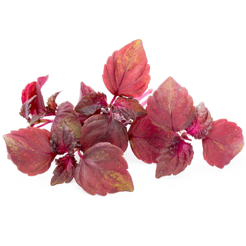 Shiso red little leaves tub 30g