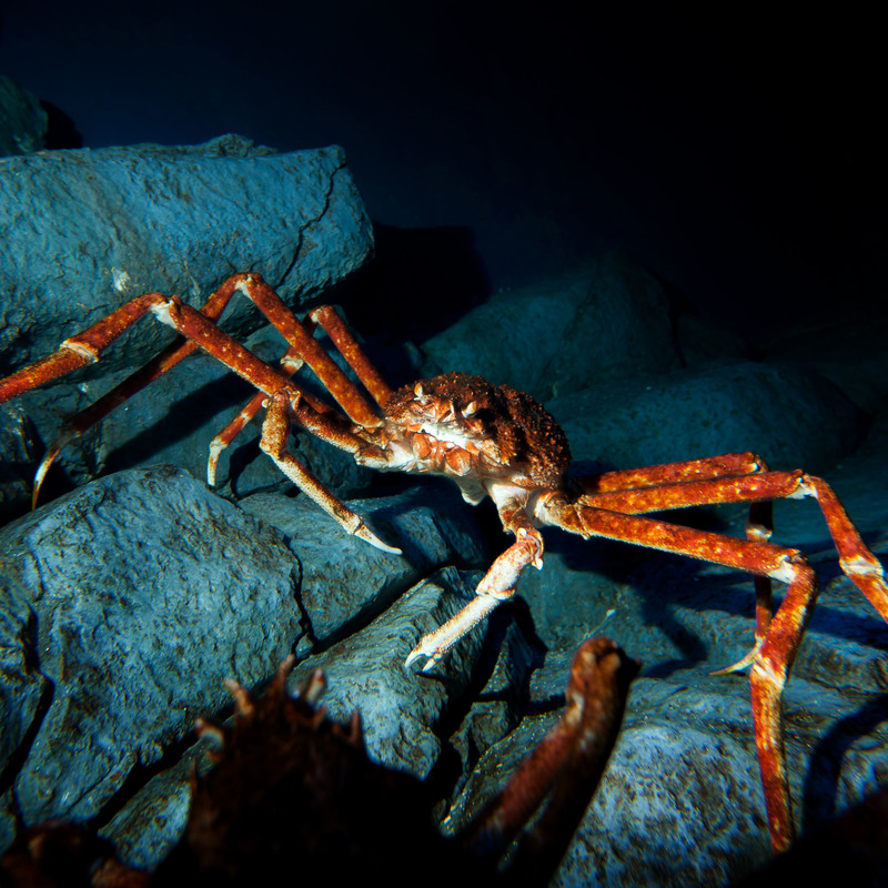 ❆ Cooked Red King crab from Kamchatka paw 240g