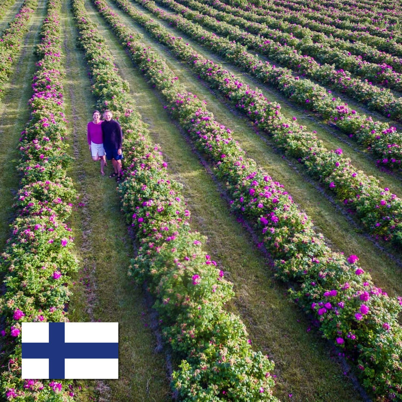Préparation de pétales de roses du Soleil de Minuit en Finlande pot 120g