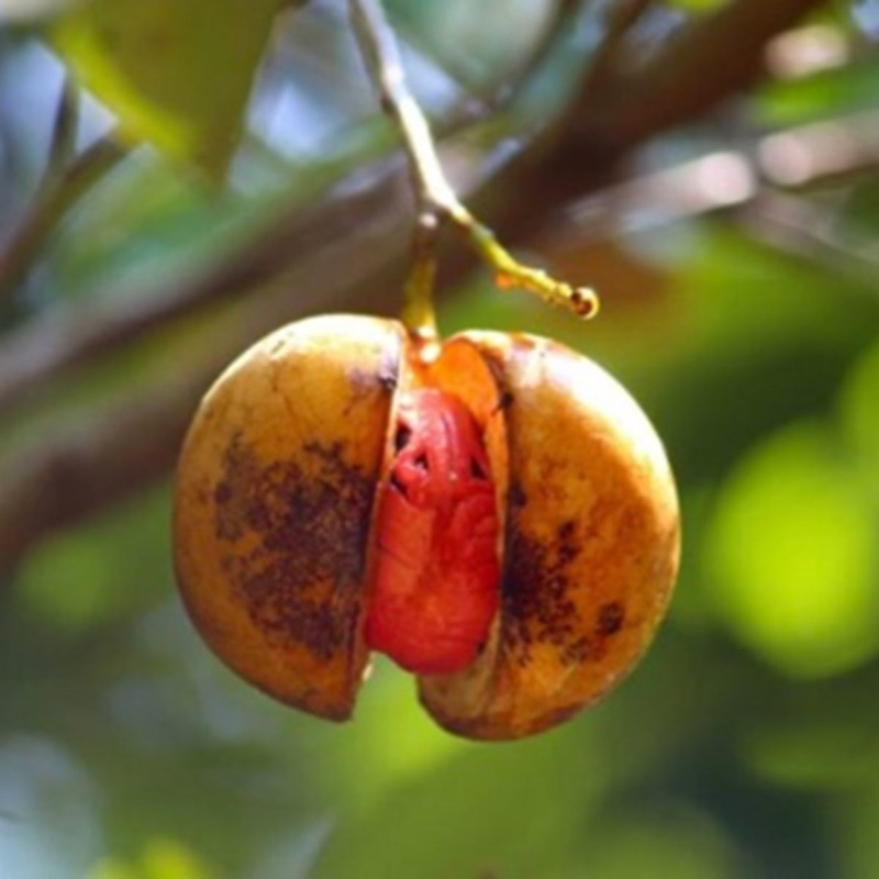 Nutmeg Siau bag 1kg
