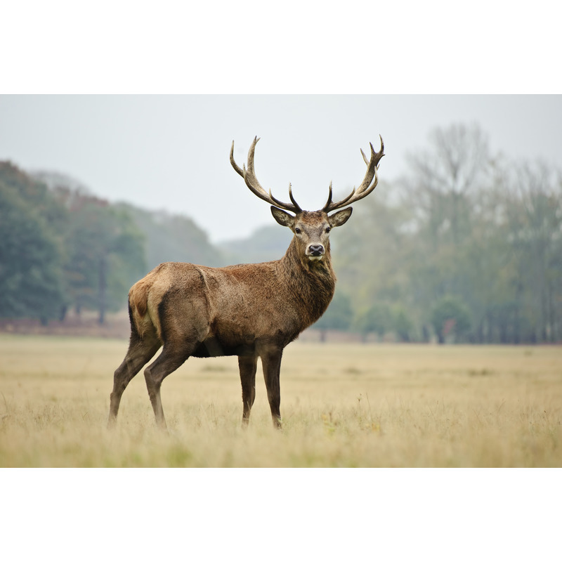 Sauté supérieur de cerf/ biche s/ vide ±2,5kg